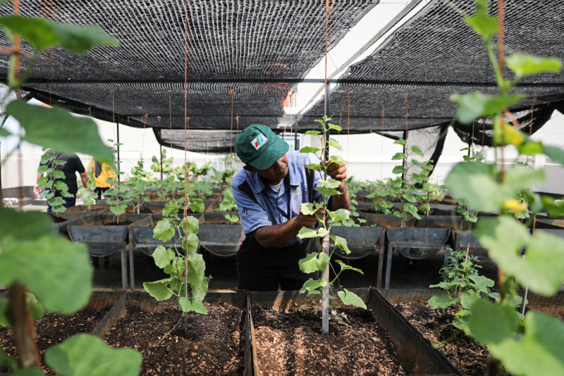 Berbagai jenis tanaman seperti melon, anggur, pisang dan sebagainya dibudidayakan di rooftop apartemen Gading Nias Residences/Dok. Beritajakarta.id